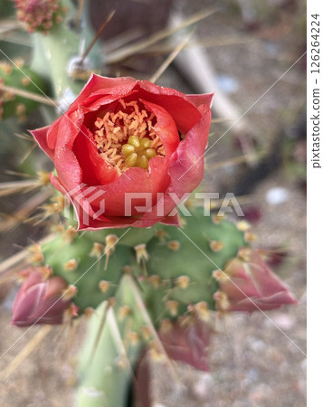 Cactus red flower. High quality photo 126264224
