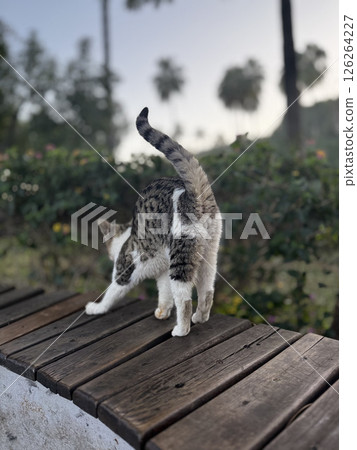 street cat walks through the evening city. High quality photo street cat walks through the evening city. High quality photo 126264227