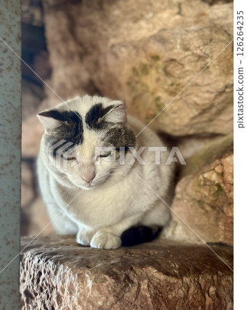 Cat hiding rocks. High quality photo Cat hiding rocks. High quality photo 126264235