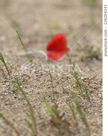 poppy on a sandy field, nature, botany, close-up  126264241