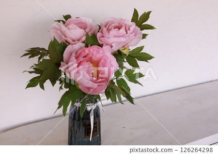 Peony flower 126264298