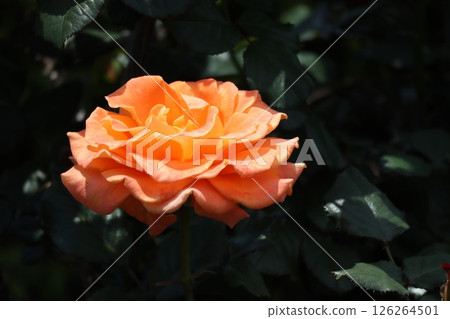 Big orange rose 126264501