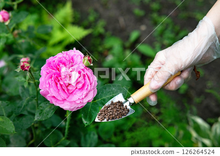 Gardening Activity in a Backyard With a Green Shovel and Seeds Among Flourishing Plants in Late Spring 126264524