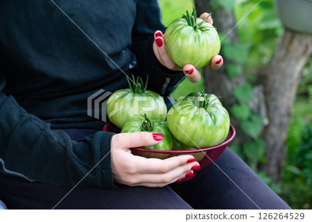 Fresh green tomatoes being harvested in a garden during a sunny afternoon, showcasing the vibrant produce held in a basket by a farmer 126264529