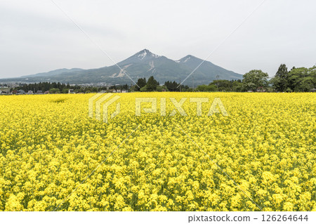Mount Bandai and rape blossoms in full bloom, Inawashiro Town, Fukushima Prefecture 126264644
