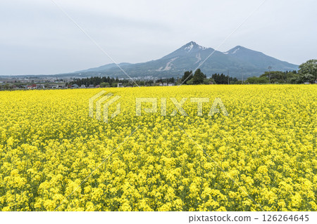 Mount Bandai and rape blossoms in full bloom, Inawashiro Town, Fukushima Prefecture Mount Bandai and rape blossoms in full bloom, Inawashiro Town, Fukushima Prefecture 126264645