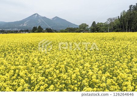 Mount Bandai and rape blossoms in full bloom, Inawashiro Town, Fukushima Prefecture 126264646