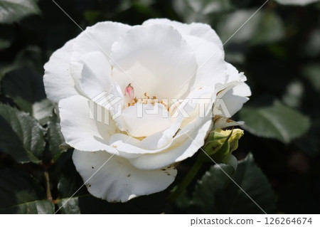 一朵大白玫瑰 一朵大白玫瑰 126264674