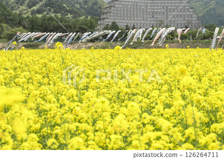 Mount Bandai and rapeseed flowers in full bloom, carp streamers, Inawashiro Town, Fukushima Prefecture Mount Bandai and rapeseed flowers in full bloom, carp streamers, Inawashiro Town, Fukushima Prefecture 126264711