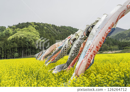 Mount Bandai and rapeseed flowers in full bloom, carp streamers, Inawashiro Town, Fukushima Prefecture Mount Bandai and rapeseed flowers in full bloom, carp streamers, Inawashiro Town, Fukushima Prefecture 126264712