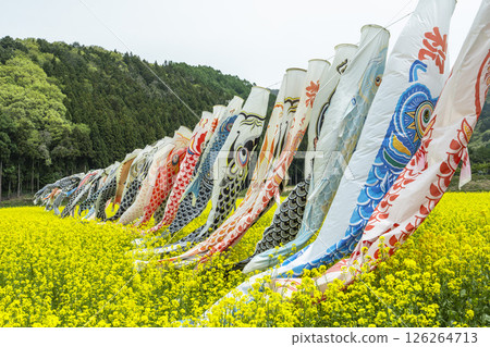 Mount Bandai and rapeseed flowers in full bloom, carp streamers, Inawashiro Town, Fukushima Prefecture 126264713