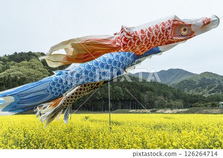 福島縣豬苗代町磐梯山與盛開的油菜花、鯉魚旗 福島縣豬苗代町磐梯山與盛開的油菜花、鯉魚旗 126264714