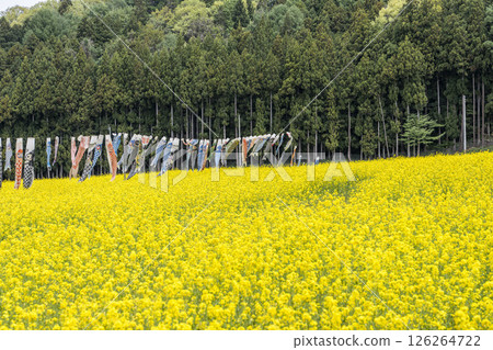 福島縣豬苗代町磐梯山與盛開的油菜花、鯉魚旗 126264722