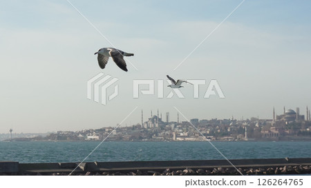 Seagulls Istanbul Flight Turkey: Coastal birds soaring over Istanbul's skyline, a hazy day. Seagulls Istanbul Flight Turkey: Coastal birds soaring over Istanbul's skyline, a hazy day. 126264765