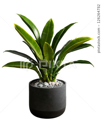 Modern Succulent Minimalist, modern pot with a zamioculcas, emphasizing its succulent-like qualities. 126264782