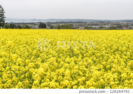 Rapeseed flowers in full bloom and Lake Inawashiro visible in the distance, Inawashiro Town, Fukushima Prefecture Rapeseed flowers in full bloom and Lake Inawashiro visible in the distance, Inawashiro Town, Fukushima Prefecture 126264791