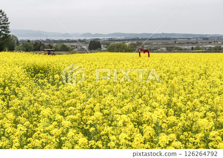 Rapeseed flowers in full bloom and Lake Inawashiro visible in the distance, Inawashiro Town, Fukushima Prefecture Rapeseed flowers in full bloom and Lake Inawashiro visible in the distance, Inawashiro Town, Fukushima Prefecture 126264792