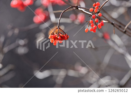 Red fruit of Nanakamado 126265012