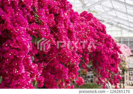 Red bougainvillea blooming in herb garden, Inawashiro Town, Fukushima Prefecture 126265170