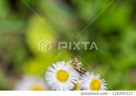 Yamato grasshopper larva Yamato grasshopper larva 126265327