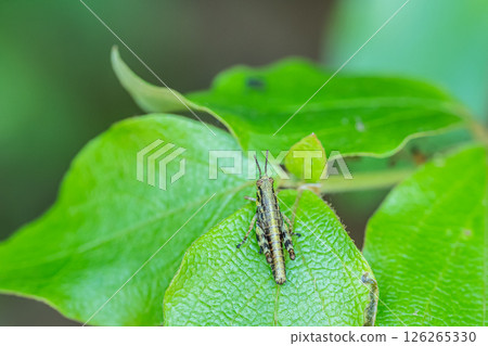 Yamato grasshopper larva Yamato grasshopper larva 126265330