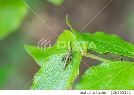 Yamato grasshopper larva 126265331