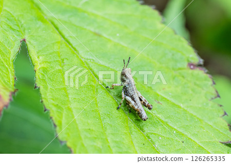Yamato grasshopper larva Yamato grasshopper larva 126265335