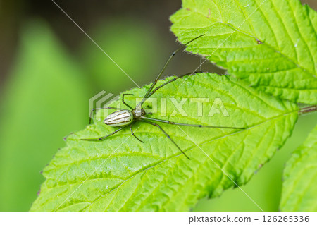 牡蠣甲蟲 126265336