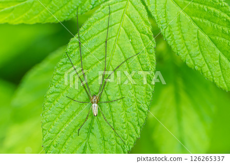 Oyster beetle 126265337