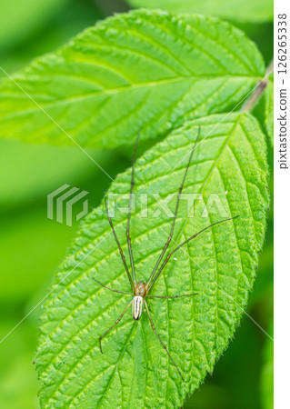 Oyster beetle 126265338