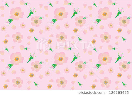 Abstract of pink rose flower with petal on pink background. 126265435