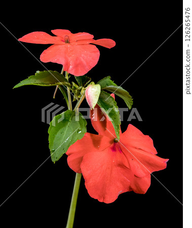 Vibrant Orange Impatiens Flowers and Bud on Black Vibrant Orange Impatiens Flowers and Bud on Black 126265476