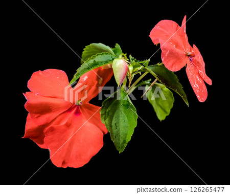 Vibrant Orange Impatiens Flowers and Bud on Black Vibrant Orange Impatiens Flowers and Bud on Black 126265477