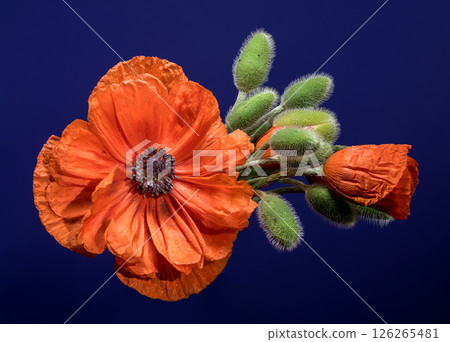 Vibrant Orange Poppy with Buds on Deep Blue 126265481