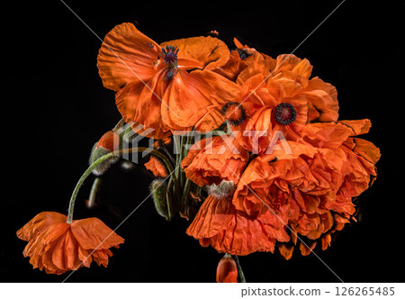 Vibrant Orange Poppy Flowers Against a Deep Black Vibrant Orange Poppy Flowers Against a Deep Black 126265485
