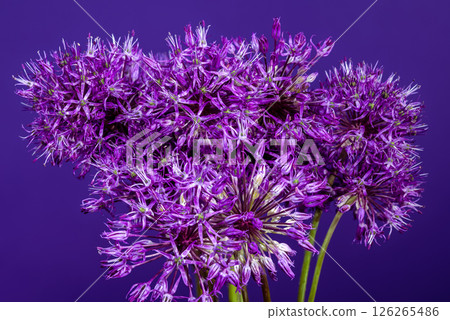 Vibrant Purple Allium Blooms Against a Deep Violet Backdrop Vibrant Purple Allium Blooms Against a Deep Violet Backdrop 126265486