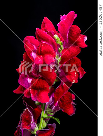 Vibrant Red Snapdragon Blooms Against a Black Backdrop Vibrant Red Snapdragon Blooms Against a Black Backdrop 126265487