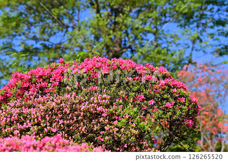 Bright red azaleas in full bloom, Chichibu Kogen Ranch, Higashichichibu Village Bright red azaleas in full bloom, Chichibu Kogen Ranch, Higashichichibu Village 126265520
