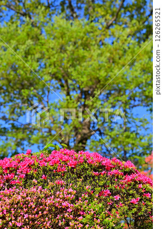 Bright red azaleas in full bloom, Chichibu Kogen Ranch, Higashichichibu Village Bright red azaleas in full bloom, Chichibu Kogen Ranch, Higashichichibu Village 126265521