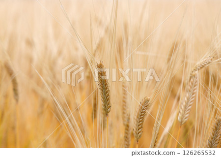 Wheat field 126265532