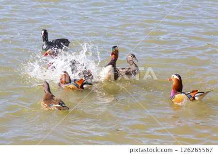 Mandarin ducks swimming in the lake Mandarin ducks swimming in the lake 126265567