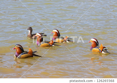 Mandarin ducks swimming in the lake Mandarin ducks swimming in the lake 126265568