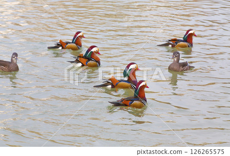 Mandarin ducks swimming in the lake Mandarin ducks swimming in the lake 126265575