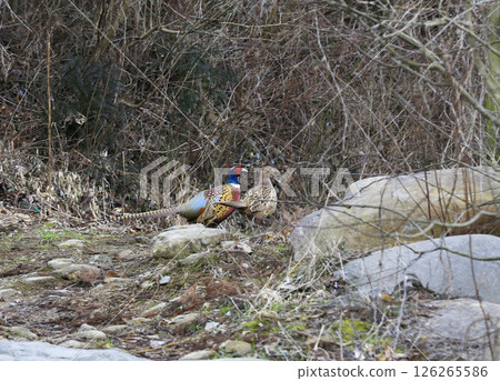 A pair of pheasants walking along a sunny mountain ridge. 126265586