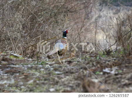 A pair of pheasants walking along a sunny mountain ridge. 126265587