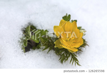 Yellow wildflowers blooming in the white snow Yellow wildflowers blooming in the white snow 126265598