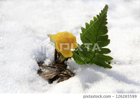 Yellow wildflowers blooming in the white snow Yellow wildflowers blooming in the white snow 126265599
