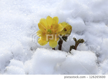 Yellow wildflowers blooming in the white snow Yellow wildflowers blooming in the white snow 126265600