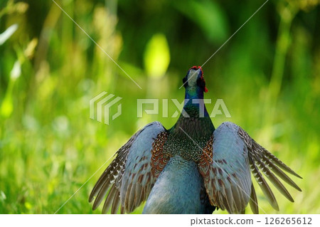The pattern on the back of a pheasant with its wings spread 126265612