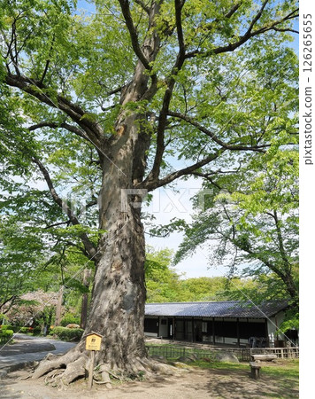 Nagano Prefecture: Large Zelkova Tree and Fujimura Memorial Museum, May 126265655